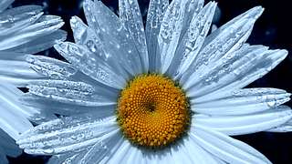 Image for the poem Daisy Blues