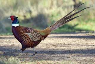 Image for the poem Run Pheasant, Run!