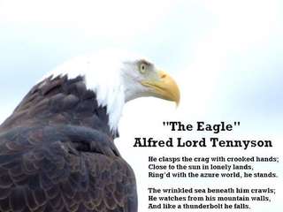 Image for the poem To Soar With Eagles