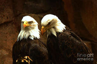 Image for the poem To Sleep With Eagles