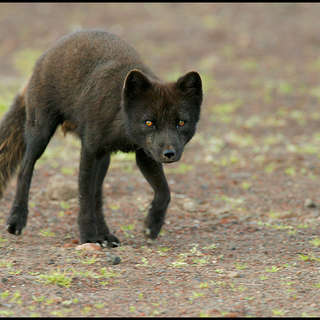 Image for the poem Quick Brown Fox