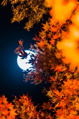 Image for the poem Moon On A Leaf