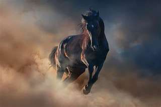Image for the poem Raphium Series~the horses