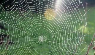 Image for the poem The Sound of a Spiderweb