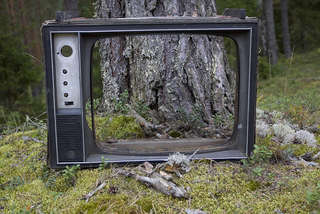 Image for the poem Television of the Forest