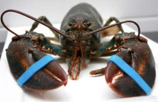 Image for the poem Lobster Love 