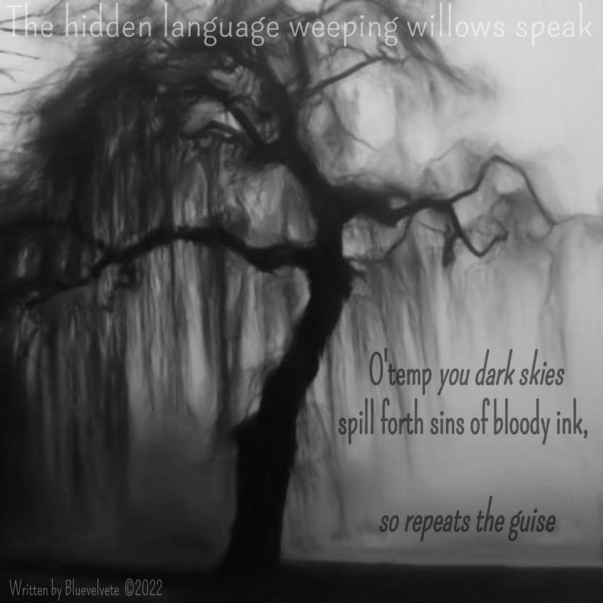 The hidden language weeping willows speak 