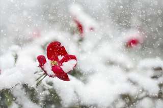 Image for the poem Flower In The Snow