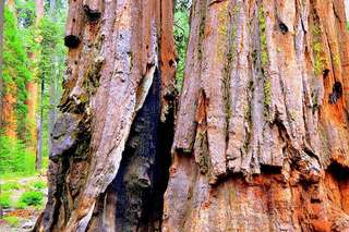 Image for the poem The Other Side of Redwood Bark