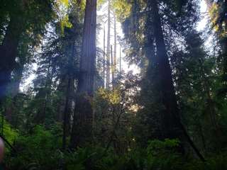 Image for the poem Redwood tree