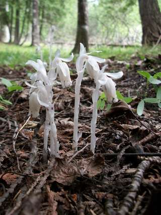 Image for the poem Ghost Pipes