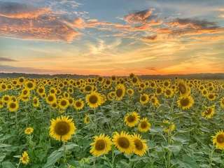 Image for the poem Sunflowers of Chernobyl 