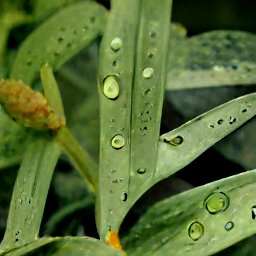 Image for the poem after summer rain