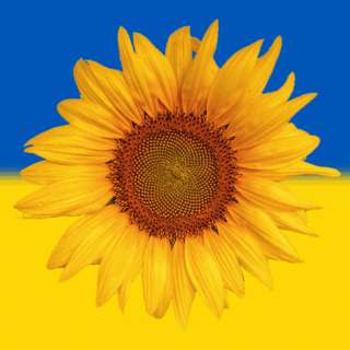 Image for the poem SUNFLOWERS