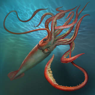 Image for the poem For A Squid