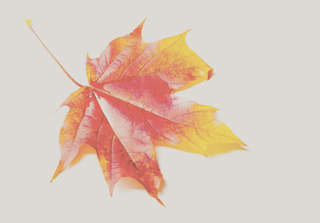 Image for the poem Warm Leaves