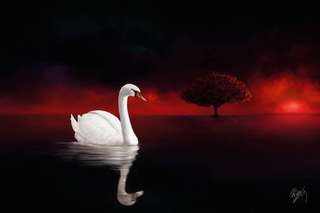 Image for the poem Dew Drops Down Swan Feathers