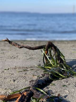 Image for the poem Walking by the Sea