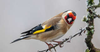 Image for the poem The Joyous Twitter Of The Goldfinch