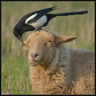 Image for the poem When The Baa Is Heard