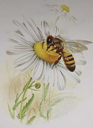 Image for the poem Of nectar and bee