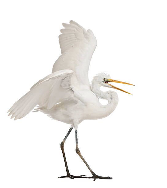 Image for the poem birds of a feather