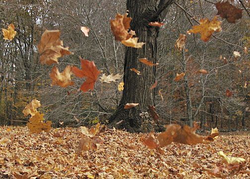 Image for the poem Autumnal Breath