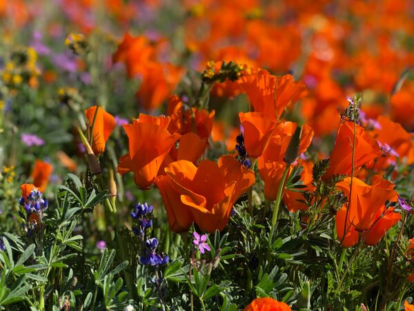 Image for the poem Blossoms of Beauty