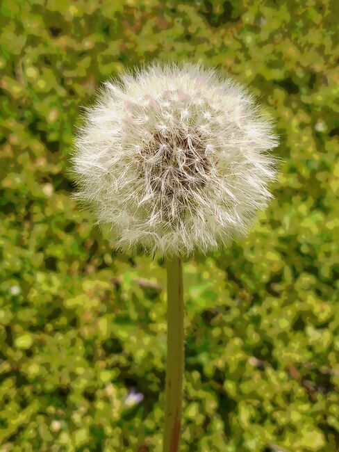 Image for the poem Dandelion Beauty 