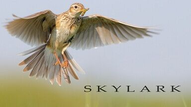 Image for the poem Skylark 