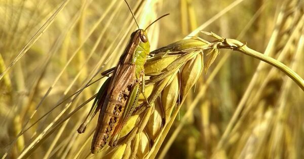 Image for the poem Grasshopper and Cicada