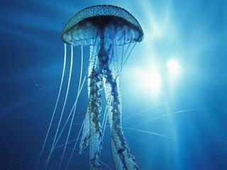 Image for the poem The Jellyfish Chronicle