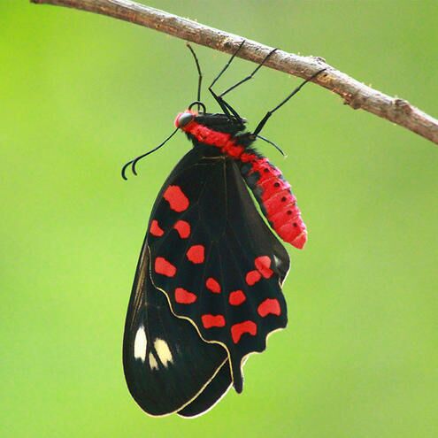 Image for the poem butterfly wings