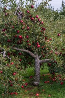 Image for the poem The old apple tree . 
