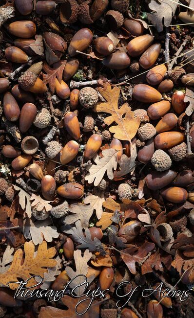 Image for the poem Thousand Cups Of Acorns