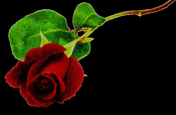 Image for the poem red rose full bled