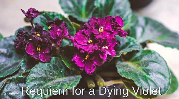 Image for the poem Requiem for a Dying Violet