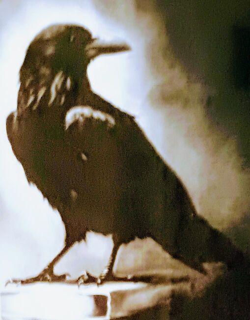 Image for the poem BEFORE DAWN THERE WAS A CROW