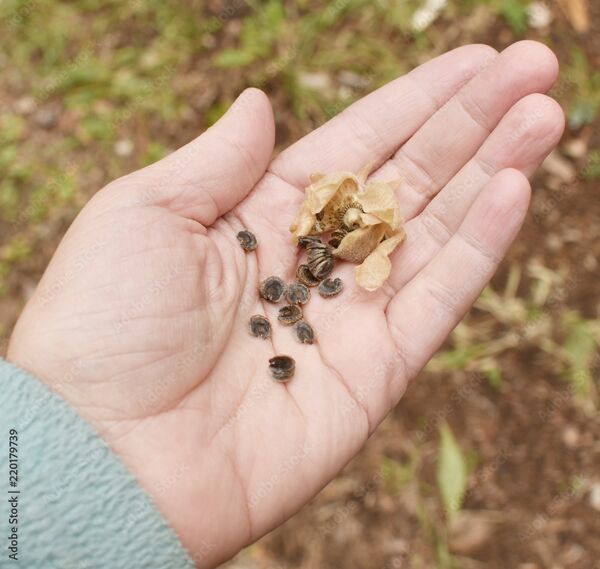 Image for the poem A Handful of Seeds