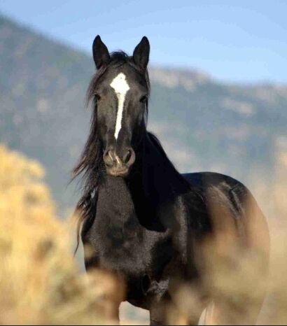 Image for the poem A Tamed Woman With A Mustang Soul (Journal Entry 10)