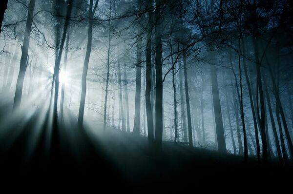 Image for the poem The Mystic Spirit Of The Morning Forest