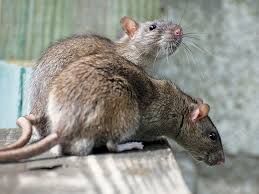 Image for the poem Rats.... An Observation 