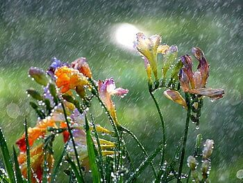 Image for the poem Wild Showers And Tender Flowers