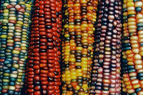 Image for the poem new ears of corn