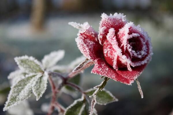 Image for the poem Ice Rose