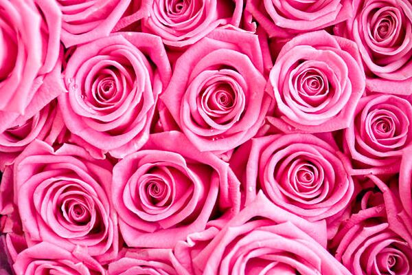 Image for the poem Pink Roses