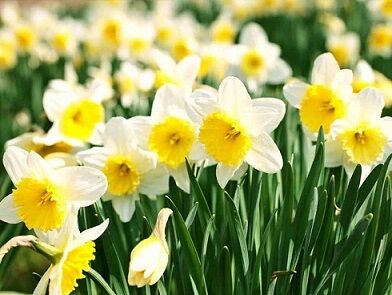 Image for the poem A Scent Of Daffodil