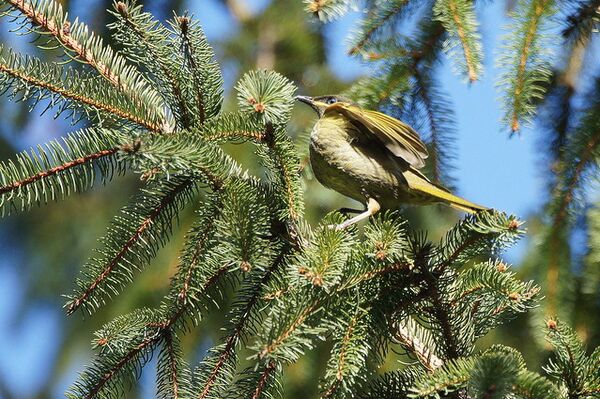 Image for the poem Whisper In The Pines