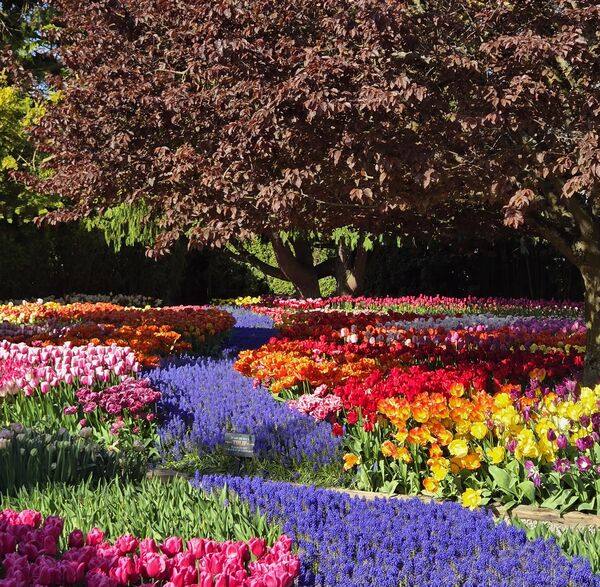 Image for the poem Parade of the Tulips of RoozenGaarde