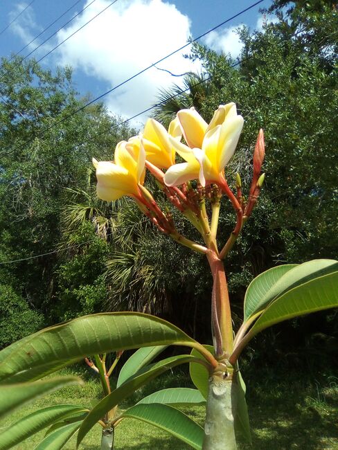 Image for the poem The Plumeria Tree